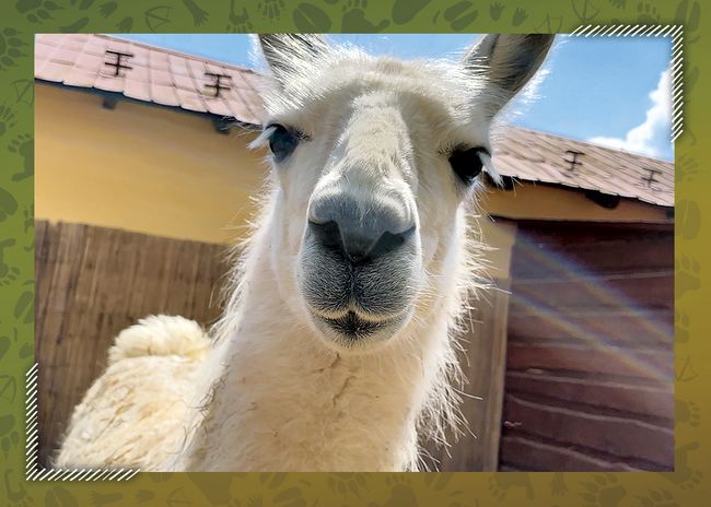 Lama Karel