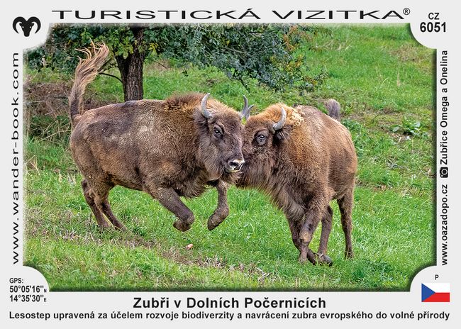 Zubři v Dolních Počernicích