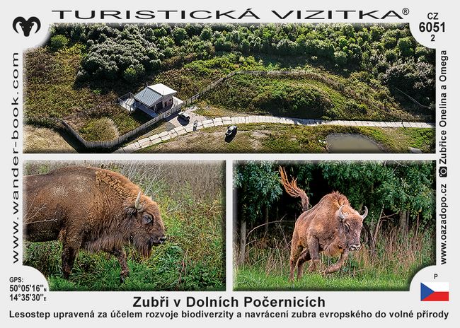 Zubři v Dolních Počernicích