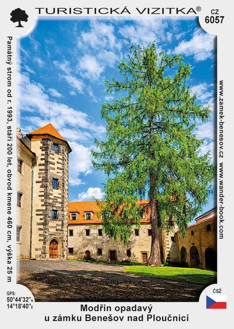 Modřín opadavý u zámku Benešov nad Ploučnicí