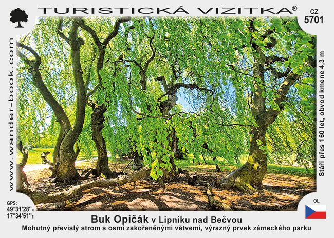 Buk Opičák v Lipníku nad Bečvou