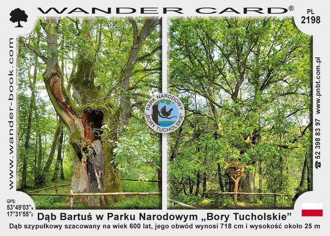 Dąb Bartuś w Parku Narodowym „Bory Tucholskie”