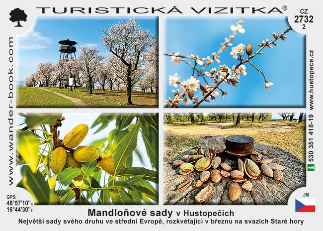 Mandloňové sady v Hustopečích