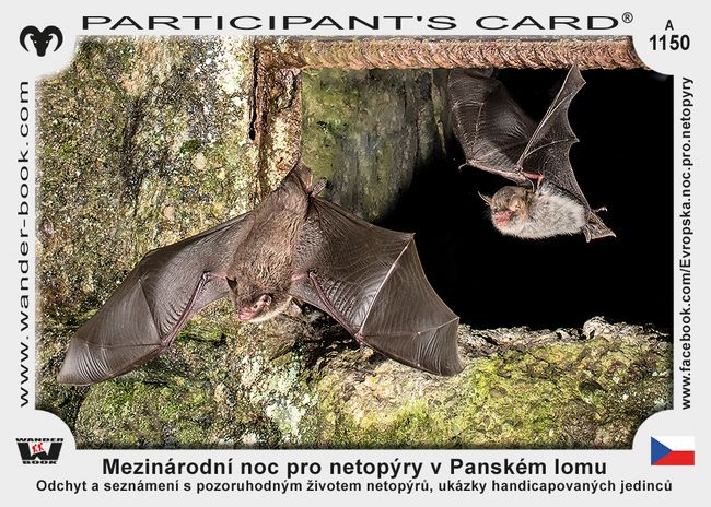 Mezinárodní noc pro netopýry v Panském lomu