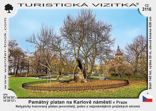 Památný platan na Karlově náměstí v Praze