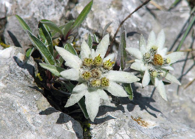 Plesnivec alpínsky Leontopodium alpinum