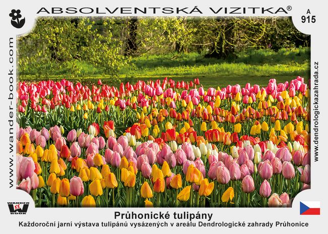 Průhonické tulipány