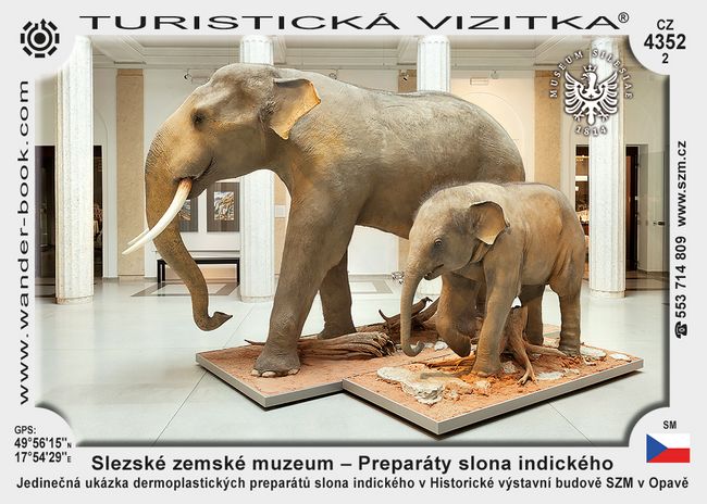 Slezské zemské muzeum – Preparáty slona indického