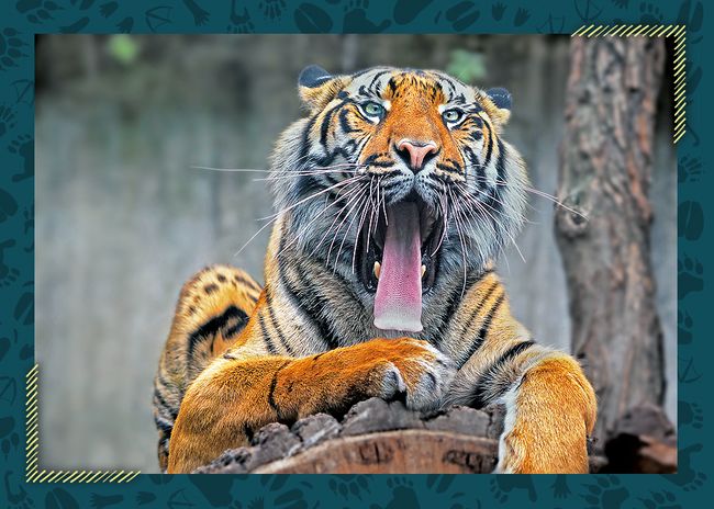 Tygr sumaterský – Zoo Jihlava
