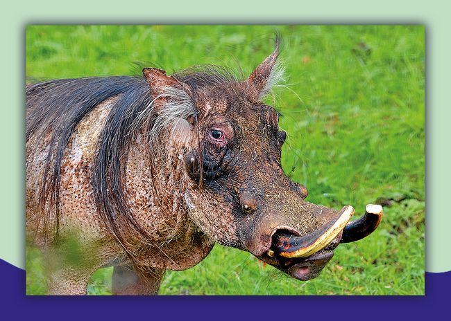 Zoo Chleby Zoo Chleby