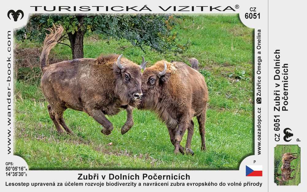 Zubři v Dolních Počernicích