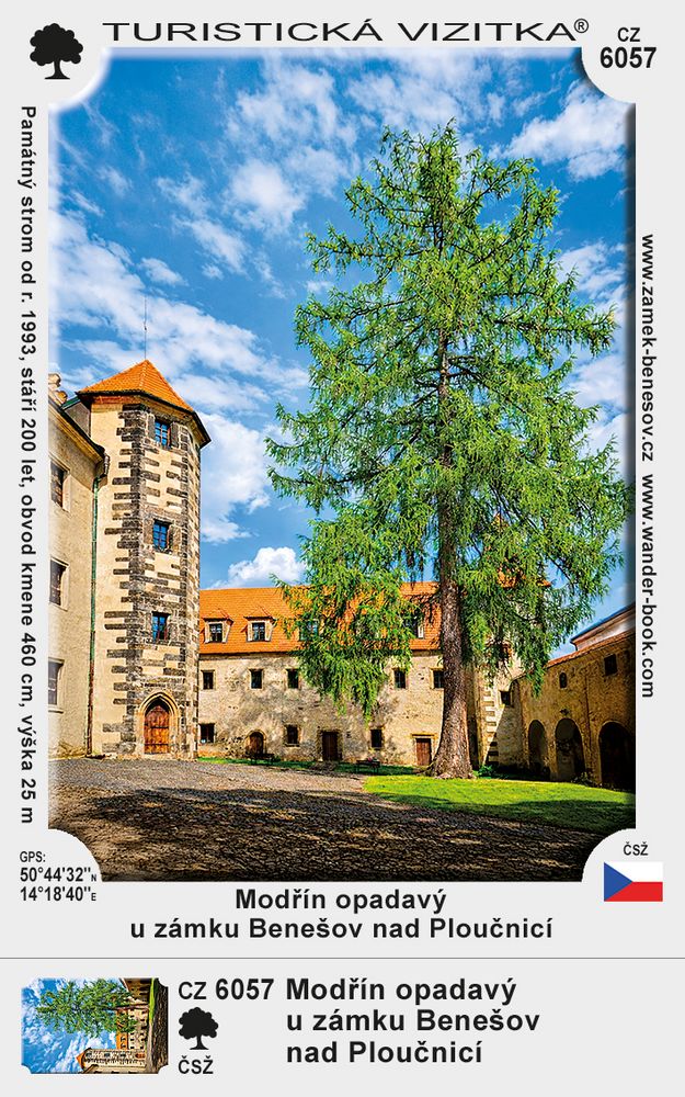 Modřín opadavý u zámku Benešov nad Ploučnicí