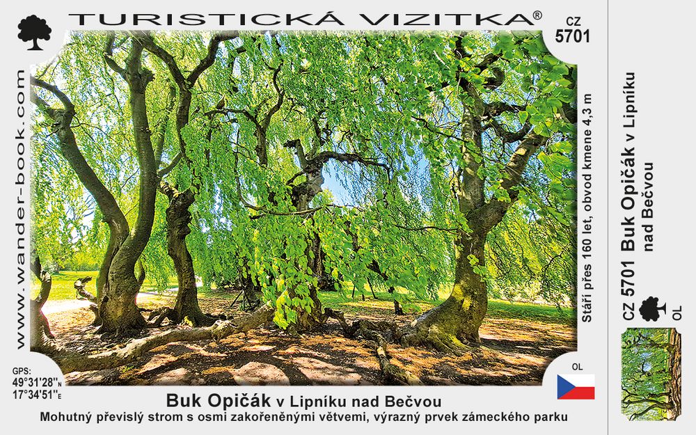 Buk Opičák v Lipníku nad Bečvou