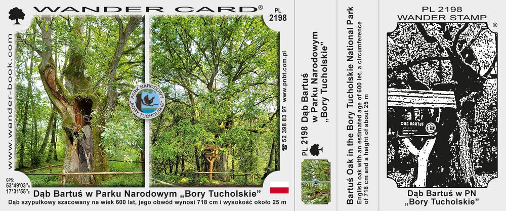Dąb Bartuś w Parku Narodowym „Bory Tucholskie”