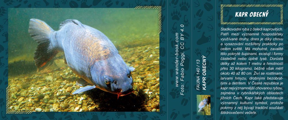 Kapr obecný Kapr obecný