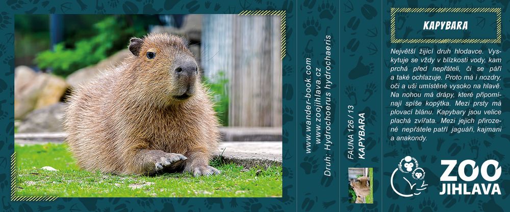 Kapybara – Zoo JIhlava