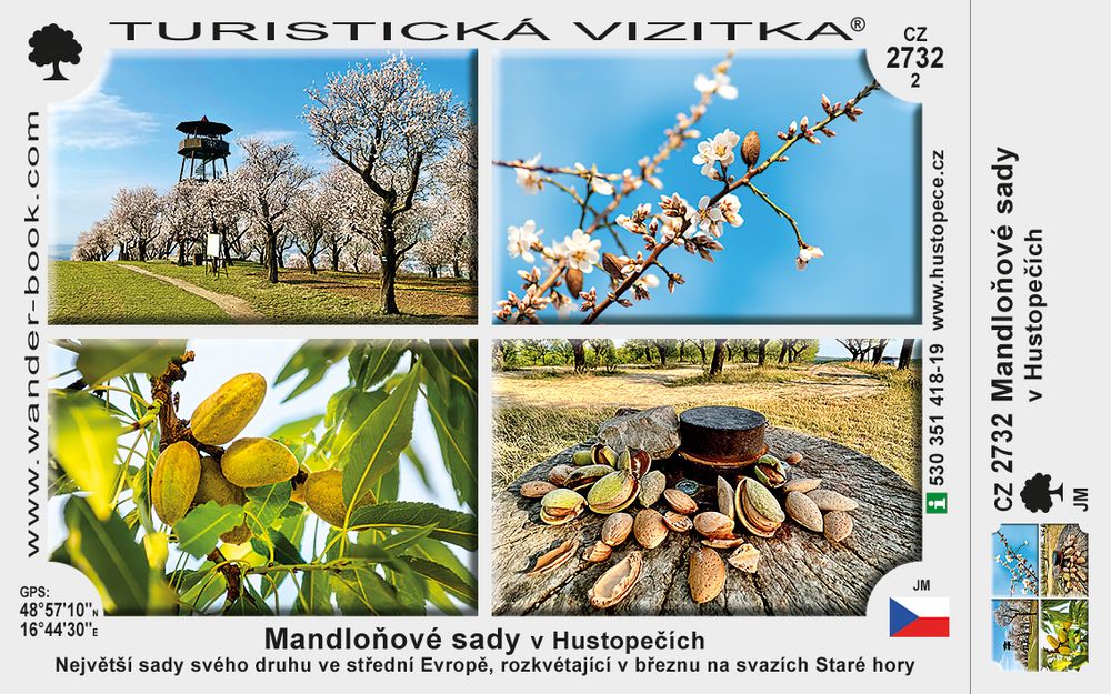 Mandloňové sady v Hustopečích