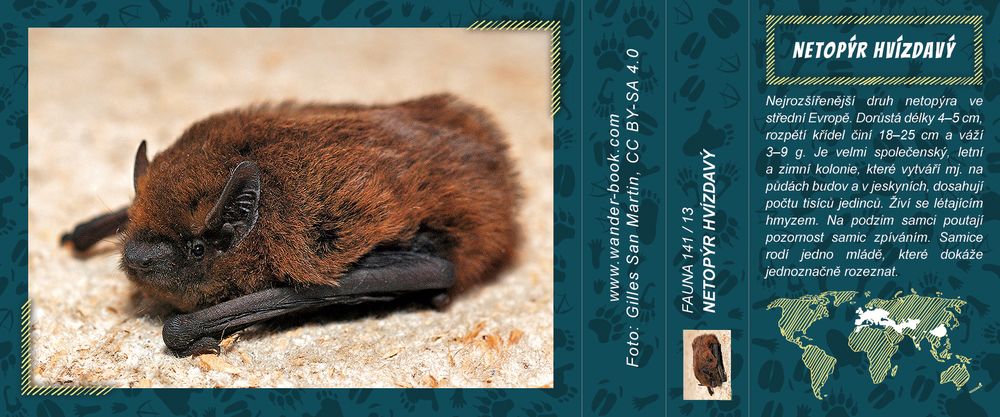 Netopýr hvízdavý Netopýr hvízdavý