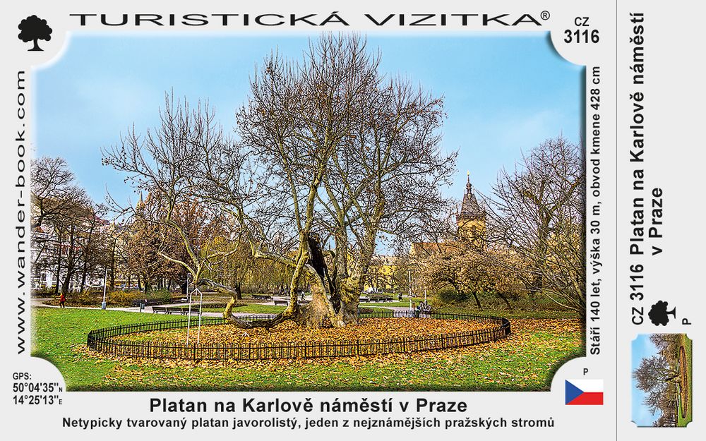 Platan na Karlově náměstí v Praze