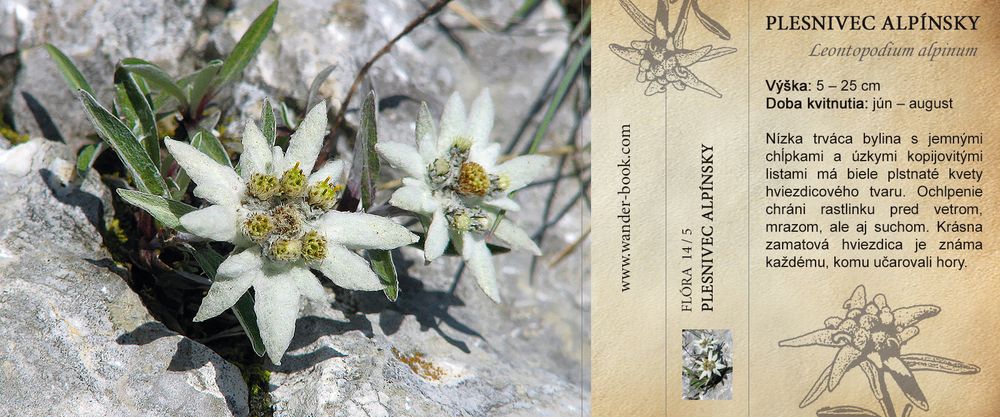 Plesnivec alpínsky Leontopodium alpinum