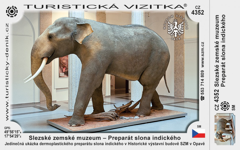 Slezské zemské muzeum – Preparáty slona indického