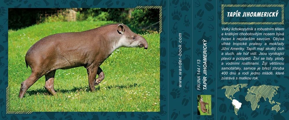 Tapír jihoamerický