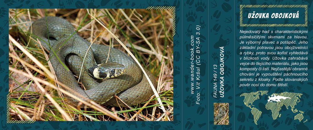 Užovka obojková