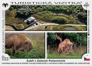 Zubři v Dolních Počernicích