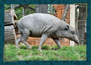 Babirusa sulaweská – Zoo Jihlava