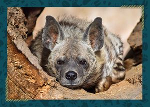 Hyena žíhaná – Zoo Jihlava