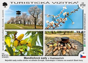 Mandloňové sady v Hustopečích
