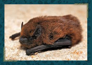 Netopýr hvízdavý