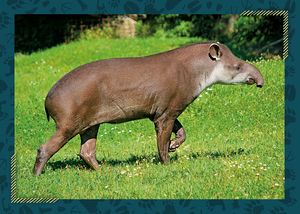 Tapír jihoamerický